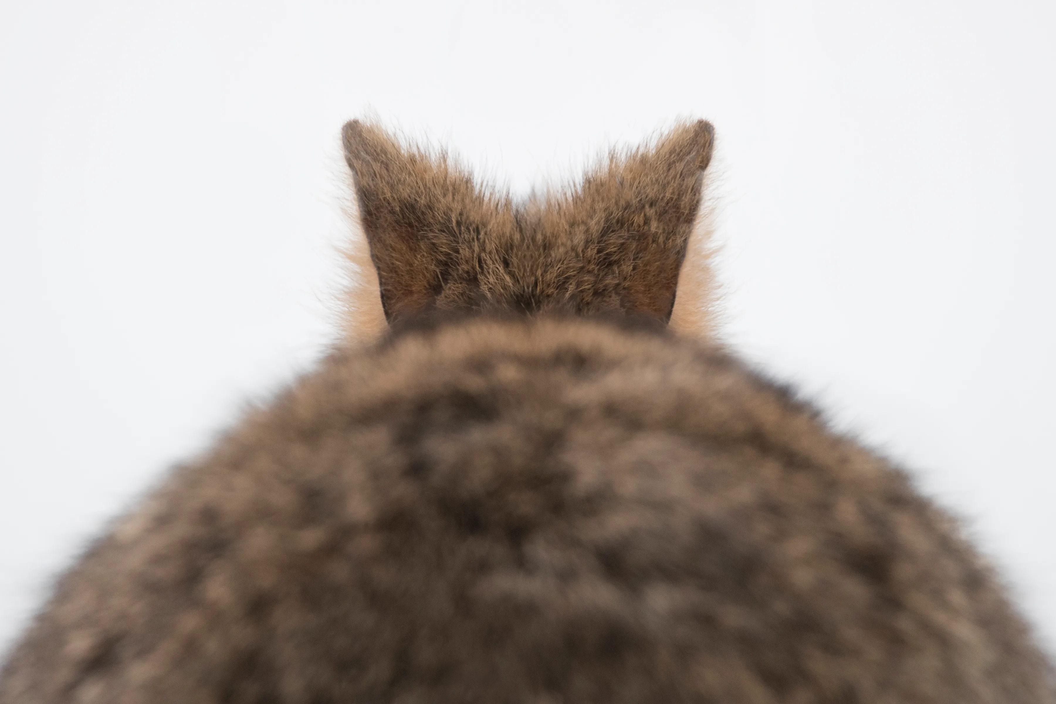 Quokka's Are The Happiest Animals On The Planet - And This Book Is Just What We Need Right Now!