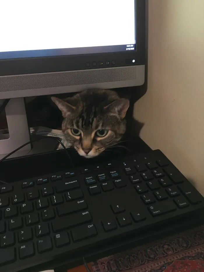 So Many Cute Pictures, But I Still Adore My First Day Working From Home