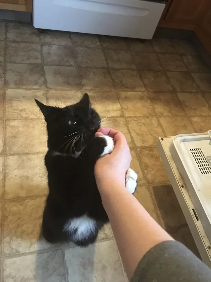 Silly Kitty!