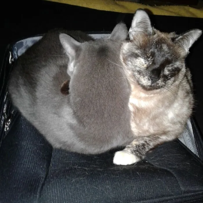 Sisters Helena And Aida On My Suitcase