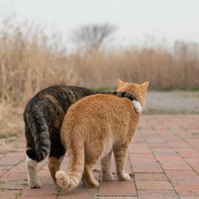 40 Unique Personalities Of Stray Cats As Captured By This Japanese Photographer (New Pics)