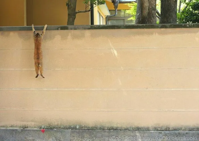 40 Unique Personalities Of Stray Cats As Captured By This Japanese Photographer (New Pics)
