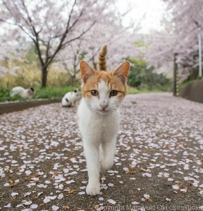 Stray Cats