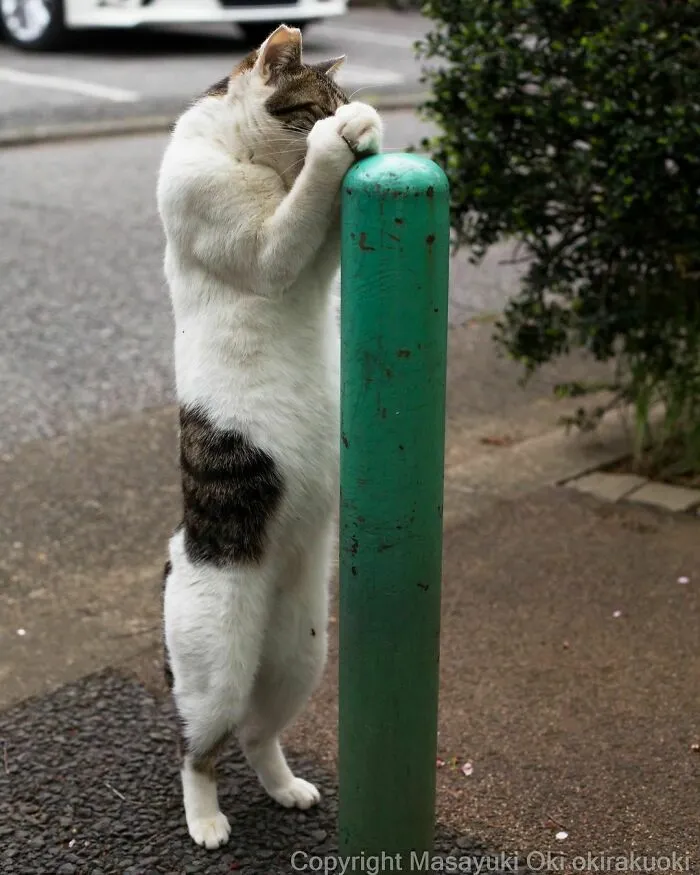 40 Unique Personalities Of Stray Cats As Captured By This Japanese Photographer (New Pics)