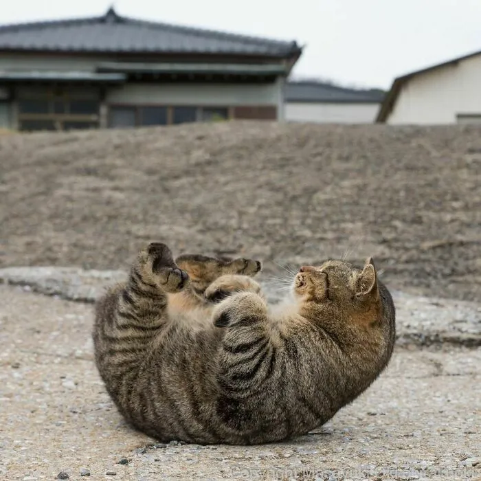 40 Unique Personalities Of Stray Cats As Captured By This Japanese Photographer (New Pics)
