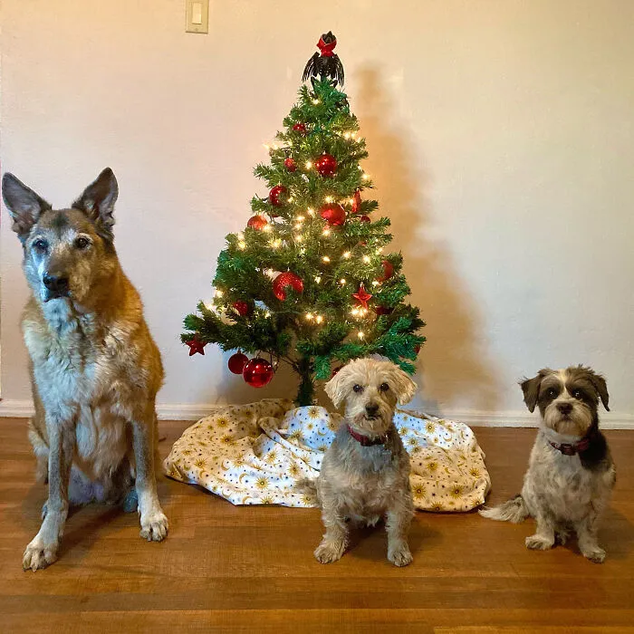 My 3 Ft And My Fur-Kids