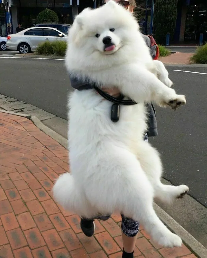Cute Puppy (She’s 1)