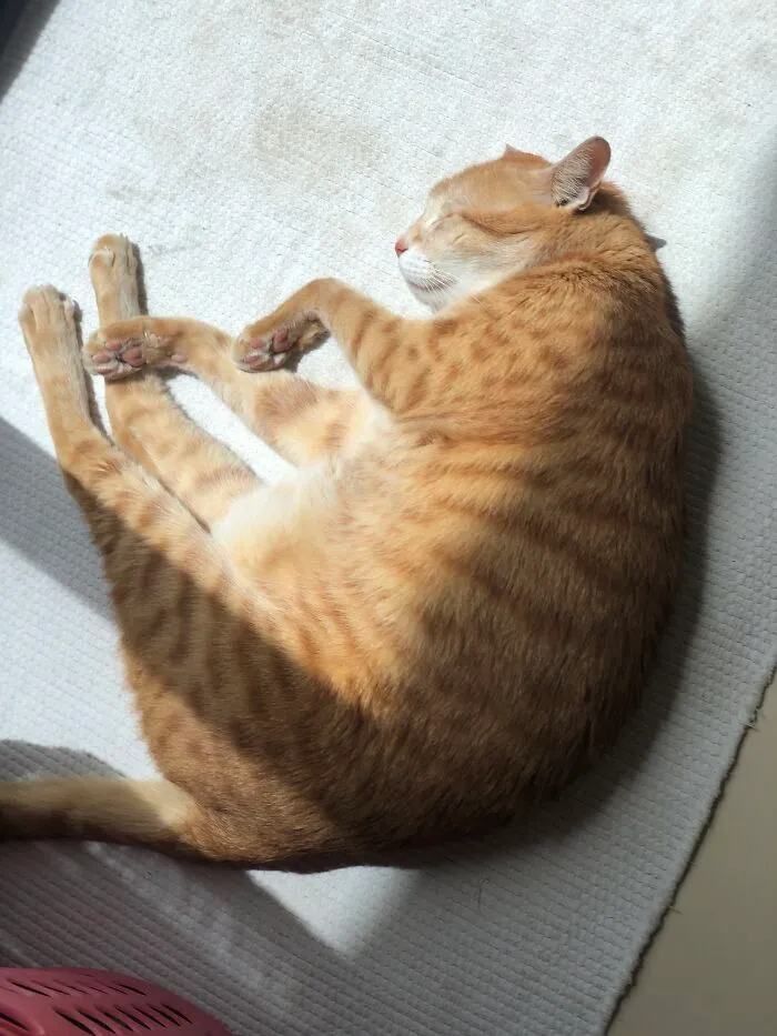 Here’s My Old Boy Orange