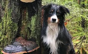 Dogs Standing On Mushrooms Is The Internet's New Favorite Thing (26 Pics)