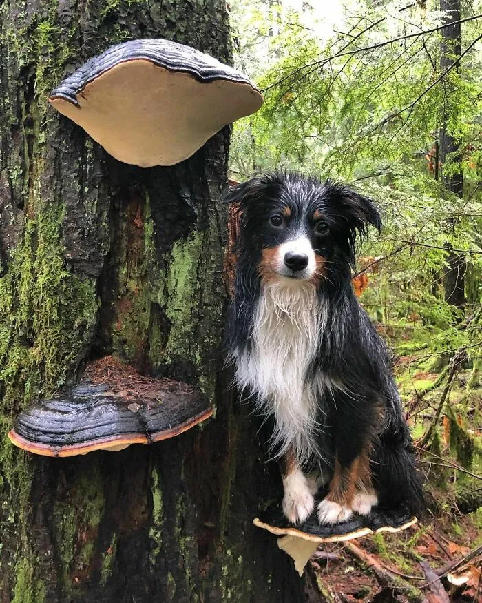 Photos-Dogs-Standing-On-Mushrooms