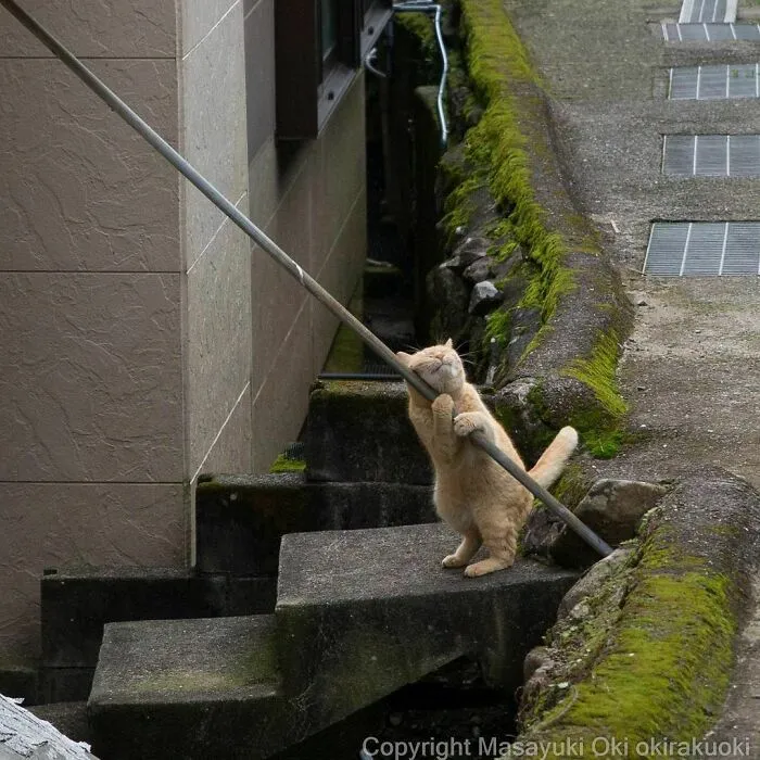 40 Unique Personalities Of Stray Cats As Captured By This Japanese Photographer (New Pics)