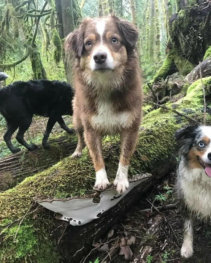 Dogs Standing On Mushrooms Is The Internet's New Favorite Thing (26 Pics)