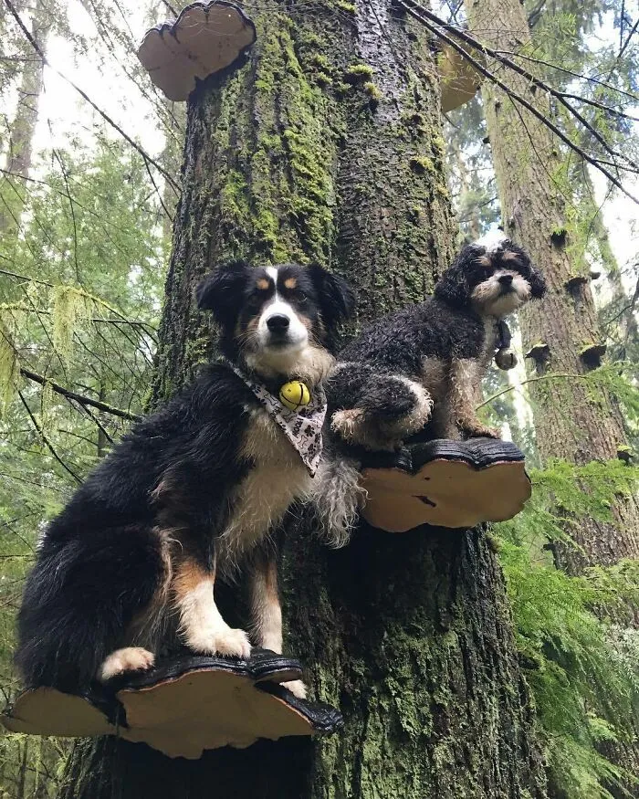 Dogs Standing On Mushrooms Is The Internet's New Favorite Thing (26 Pics)
