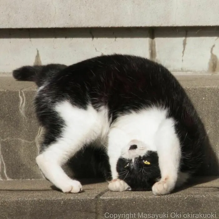 40 Unique Personalities Of Stray Cats As Captured By This Japanese Photographer (New Pics)