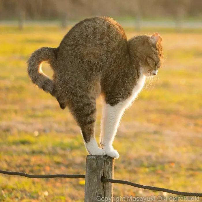 40 Unique Personalities Of Stray Cats As Captured By This Japanese Photographer (New Pics)