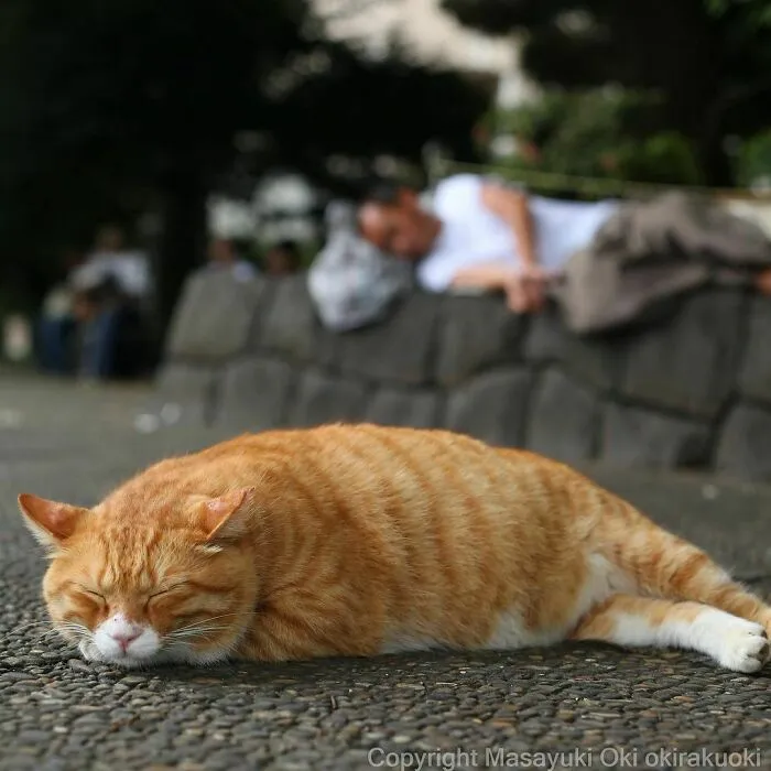 40 Unique Personalities Of Stray Cats As Captured By This Japanese Photographer (New Pics)