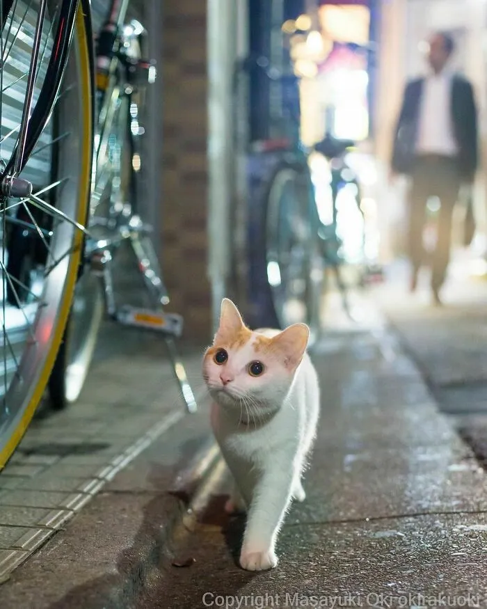 40 Unique Personalities Of Stray Cats As Captured By This Japanese Photographer (New Pics)