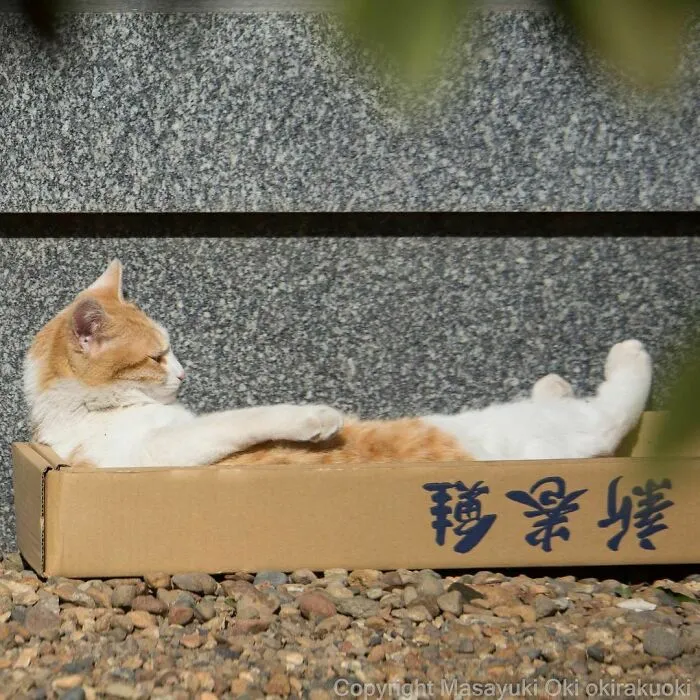 40 Unique Personalities Of Stray Cats As Captured By This Japanese Photographer (New Pics)
