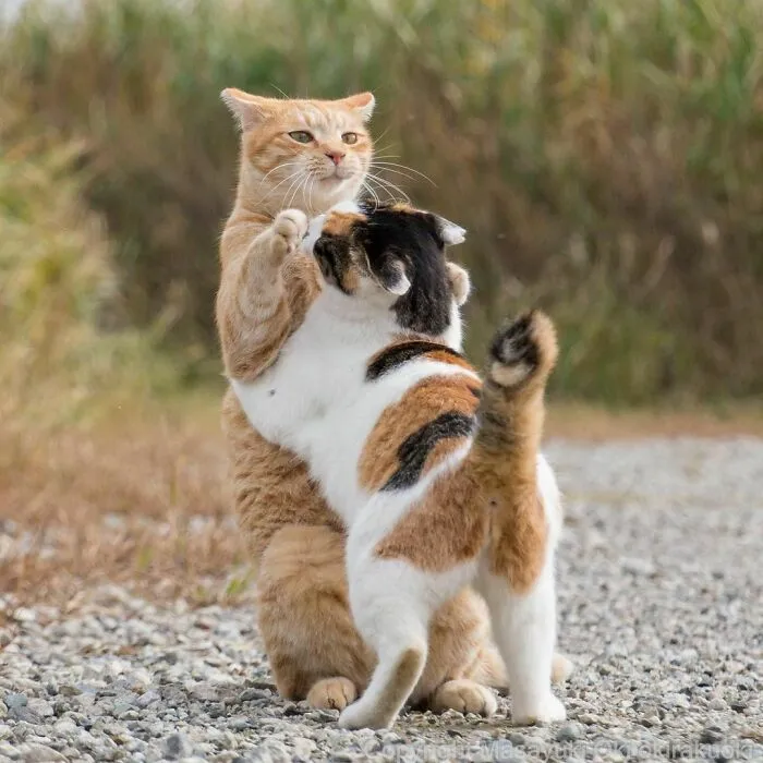 40 Unique Personalities Of Stray Cats As Captured By This Japanese Photographer (New Pics)