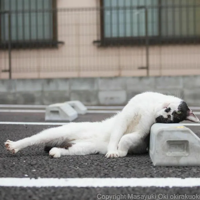 40 Unique Personalities Of Stray Cats As Captured By This Japanese Photographer (New Pics)