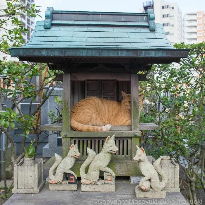 40 Unique Personalities Of Stray Cats As Captured By This Japanese Photographer (New Pics)