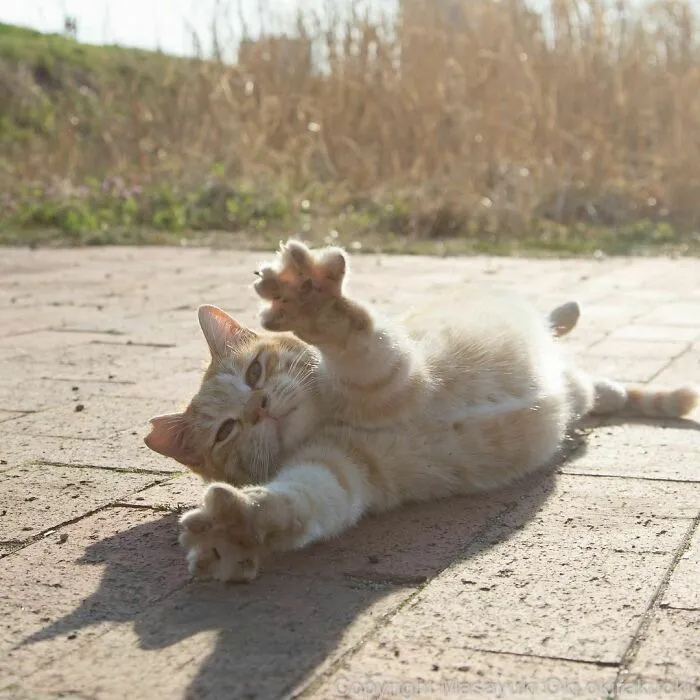 40 Unique Personalities Of Stray Cats As Captured By This Japanese Photographer (New Pics)