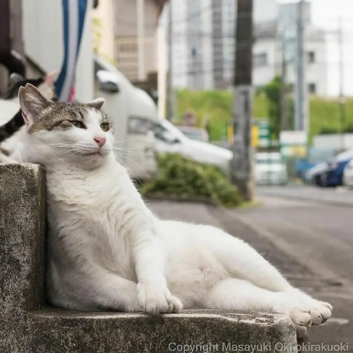 40 Unique Personalities Of Stray Cats As Captured By This Japanese Photographer (New Pics)