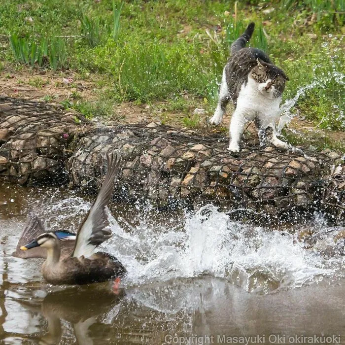40 Unique Personalities Of Stray Cats As Captured By This Japanese Photographer (New Pics)