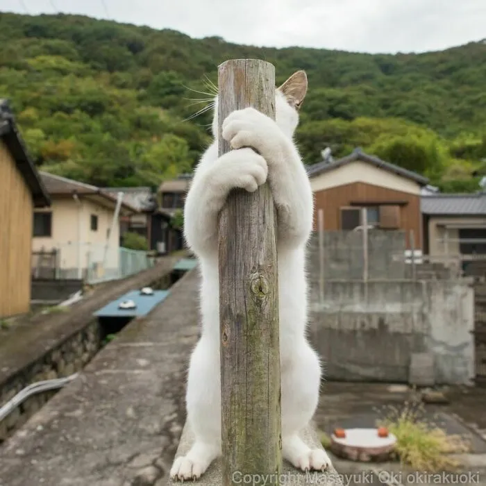 40 Unique Personalities Of Stray Cats As Captured By This Japanese Photographer (New Pics)