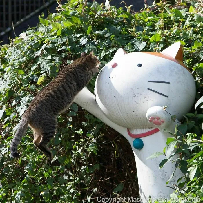40 Unique Personalities Of Stray Cats As Captured By This Japanese Photographer (New Pics)