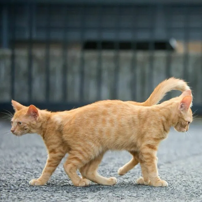 40 Unique Personalities Of Stray Cats As Captured By This Japanese Photographer (New Pics)