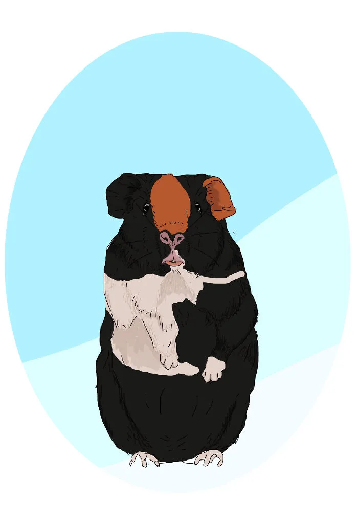 Drew This Picture Of My Guinea Pig Billy A While Ago
