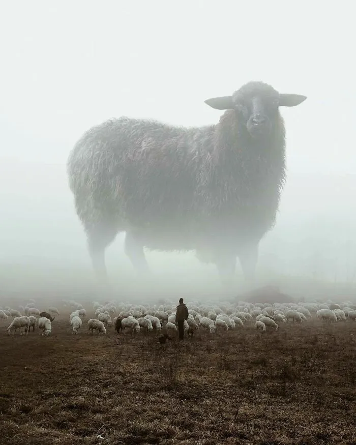 Black Sheep