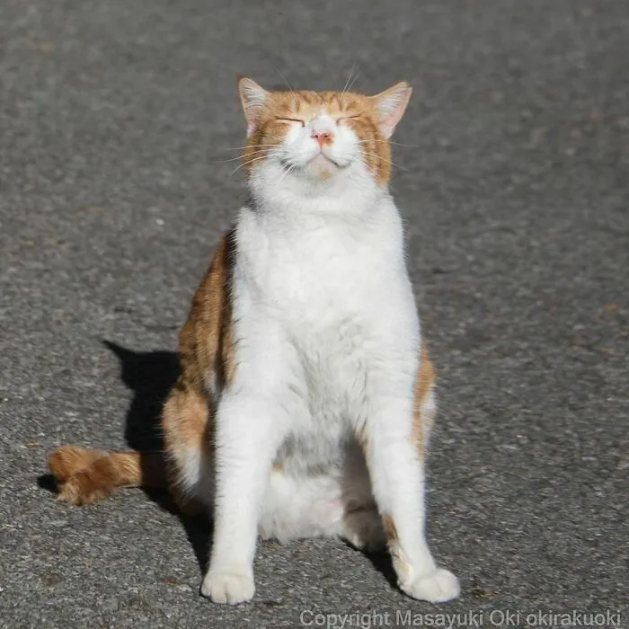 40 Unique Personalities Of Stray Cats As Captured By This Japanese Photographer (New Pics)