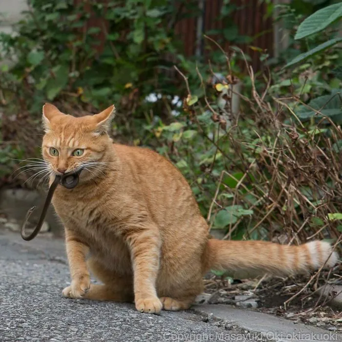 40 Unique Personalities Of Stray Cats As Captured By This Japanese Photographer (New Pics)