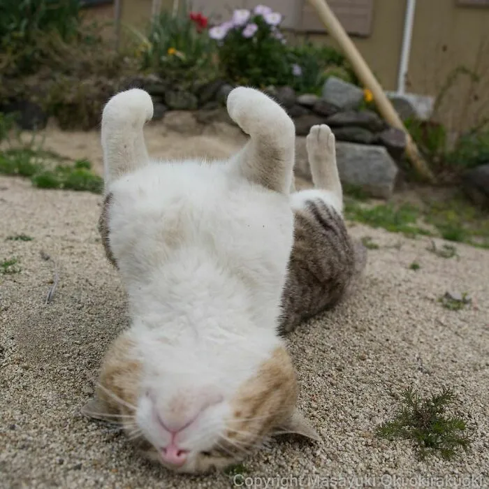 40 Unique Personalities Of Stray Cats As Captured By This Japanese Photographer (New Pics)