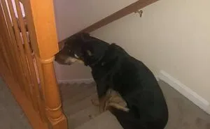 Hey Pandas, Post The Funniest Photo Of Your Dog (Closed)