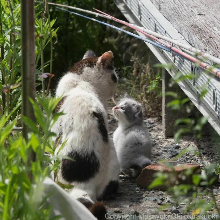 40 Unique Personalities Of Stray Cats As Captured By This Japanese Photographer (New Pics)