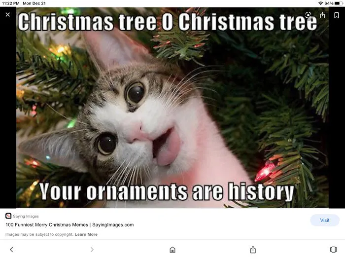 It’s The Cat’s Face For Me
