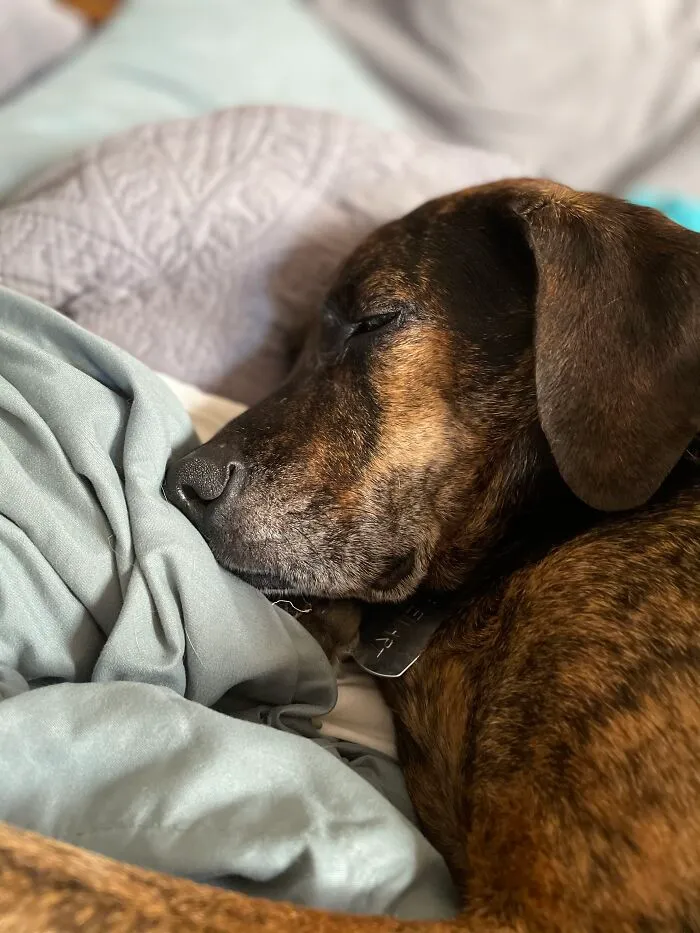 He Isn’t Supposed To Be On The Bed...but What Kind Of Monster Would Kick Him Off( Stewart, Rescue, 6 Yo)
