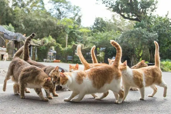 40 Unique Personalities Of Stray Cats As Captured By This Japanese Photographer (New Pics)