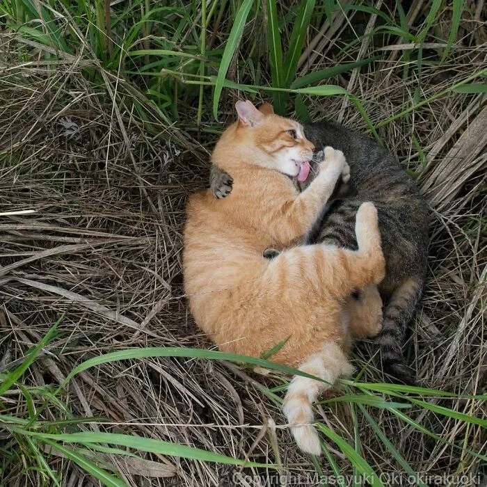 40 Unique Personalities Of Stray Cats As Captured By This Japanese Photographer (New Pics)