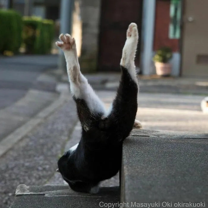 40 Unique Personalities Of Stray Cats As Captured By This Japanese Photographer (New Pics)