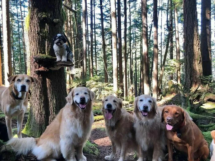 Dogs Standing On Mushrooms Is The Internet's New Favorite Thing (26 Pics)
