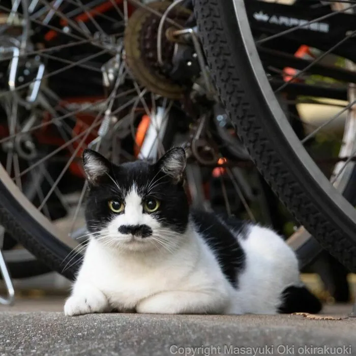 40 Unique Personalities Of Stray Cats As Captured By This Japanese Photographer (New Pics)