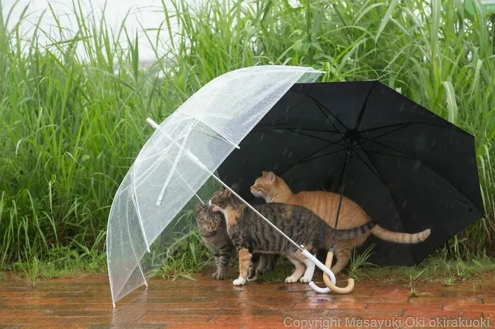 40 Unique Personalities Of Stray Cats As Captured By This Japanese Photographer (New Pics)