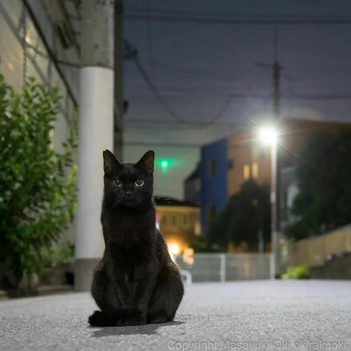 40 Unique Personalities Of Stray Cats As Captured By This Japanese Photographer (New Pics)