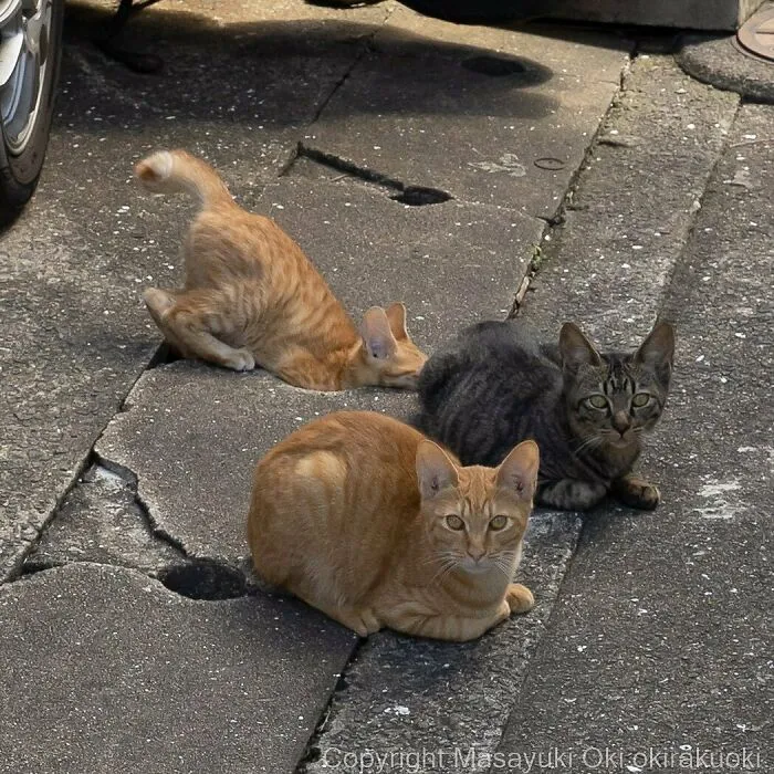 40 Unique Personalities Of Stray Cats As Captured By This Japanese Photographer (New Pics)