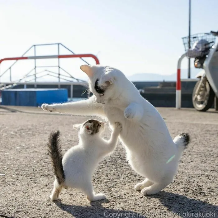 40 Unique Personalities Of Stray Cats As Captured By This Japanese Photographer (New Pics)