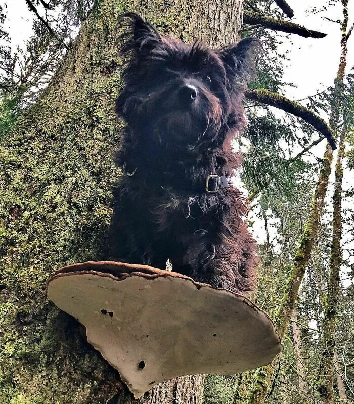 Dogs Standing On Mushrooms Is The Internet's New Favorite Thing (26 Pics)